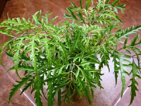 Hướng Dẫn Trồng Cây Đinh Lăng Tại Nhà: Từ Cành Đến Củ To Nhanh Chóng