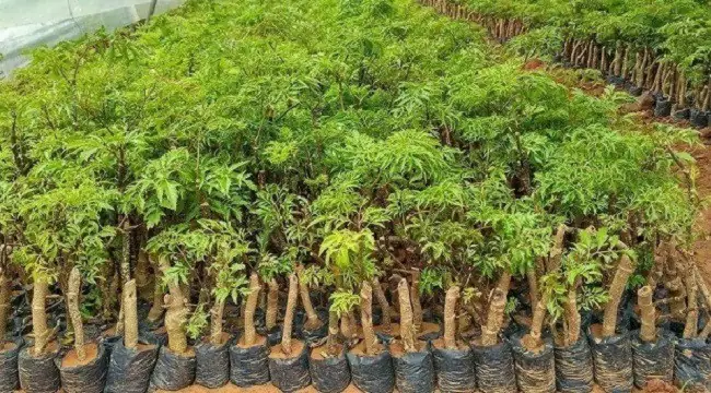 Hướng Dẫn Trồng Cây Đinh Lăng Tại Nhà: Từ Cành Đến Củ To Nhanh Chóng