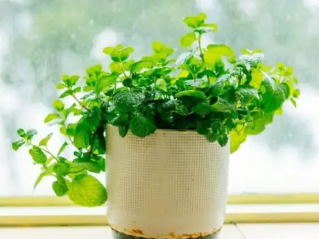 Hướng Dẫn Trồng Cây Đinh Lăng Tại Nhà: Từ Cành Đến Củ To Nhanh Chóng