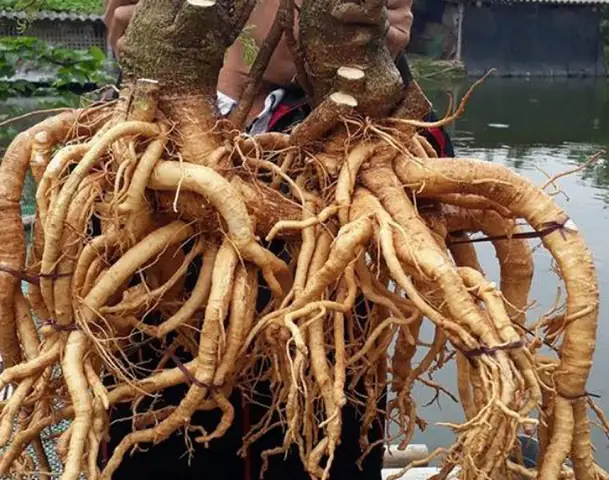 Hướng Dẫn Trồng Cây Đinh Lăng Tại Nhà: Từ Cành Đến Củ To Nhanh Chóng