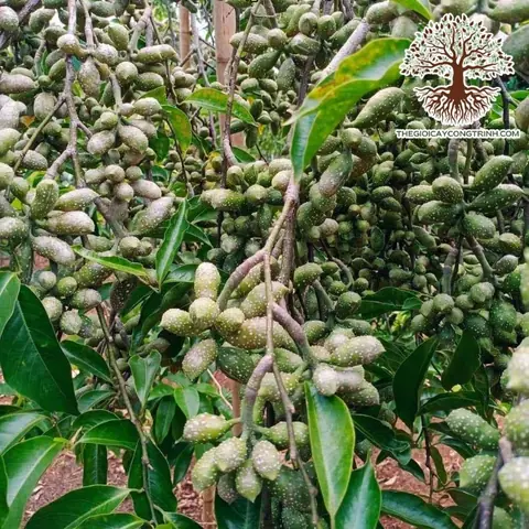 Hướng Dẫn Kỹ Thuật Trồng Cây Dổi Thực Sinh: Từ Ươm Hạt, Trồng Ra Đồng Đến Chăm Sóc Và Thu Hoạch Hiệu Quả