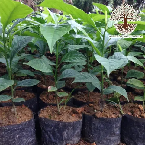 Hướng Dẫn Kỹ Thuật Trồng Cây Dổi Thực Sinh: Từ Ươm Hạt, Trồng Ra Đồng Đến Chăm Sóc Và Thu Hoạch Hiệu Quả