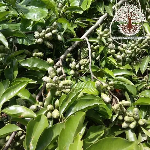 Hướng Dẫn Kỹ Thuật Trồng Cây Dổi Thực Sinh: Từ Ươm Hạt, Trồng Ra Đồng Đến Chăm Sóc Và Thu Hoạch Hiệu Quả