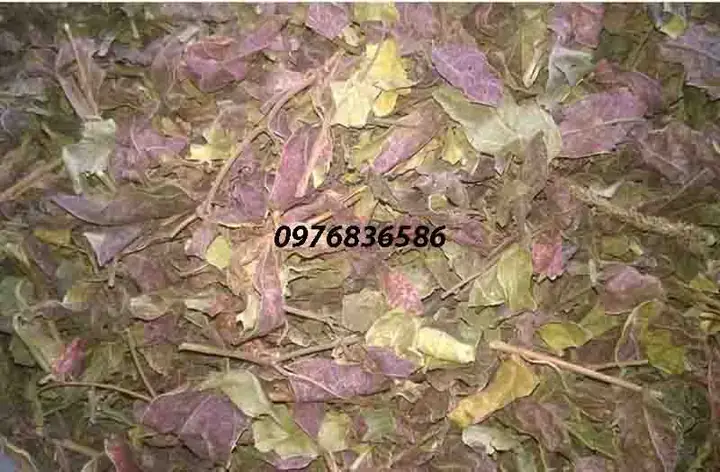 Hướng Dẫn Cách Trồng Và Chăm Sóc Cây Đơn Lá Đỏ (đơn Đỏ) Từ A-Z: Kỹ Thuật, Thời Vụ & Công Dụng Chữa Bệnh Hướng Dẫn Cách Trồng Và Chăm Sóc Cây Đơn Lá Đỏ (đơn Đỏ) Từ A-Z: Kỹ Thuật, Thời Vụ & Công Dụng Chữa Bệnh