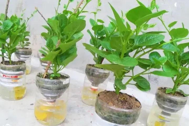 Cách Trồng Cây Đơn Giản Tại Nhà Sử Dụng Chai Nhựa, Chai Lọ Đã Dùng – Tiết Kiệm, Dễ Làm