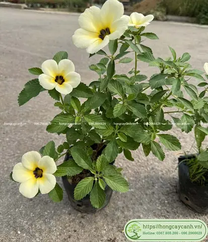 Hướng Dẫn Cách Trồng Cây Đông Hầu (vàng, Trắng Kem) Chi Tiết: Kỹ Thuật Nhân Giống, Chăm Sóc Và Ý Nghĩa Phong Thủy