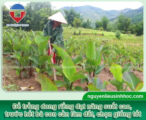 Cách Trồng Cây Đồng Riềng Đỏ Chuẩn Kỹ Thuật: Từ Chọn Giống, Làm Đất Đến Chăm Sóc, Thu Hoạch Hiệu Quả