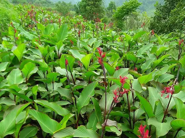 Cách Trồng Cây Đồng Riềng Đỏ Chuẩn Kỹ Thuật: Từ Chọn Giống, Làm Đất Đến Chăm Sóc, Thu Hoạch Hiệu Quả