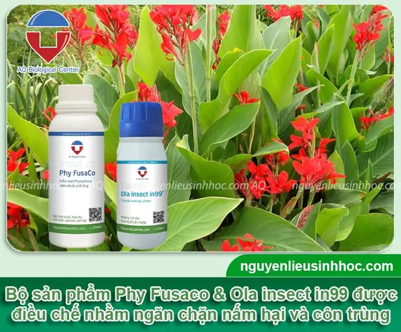 Cách Trồng Cây Đồng Riềng Đỏ Chuẩn Kỹ Thuật: Từ Chọn Giống, Làm Đất Đến Chăm Sóc, Thu Hoạch Hiệu Quả