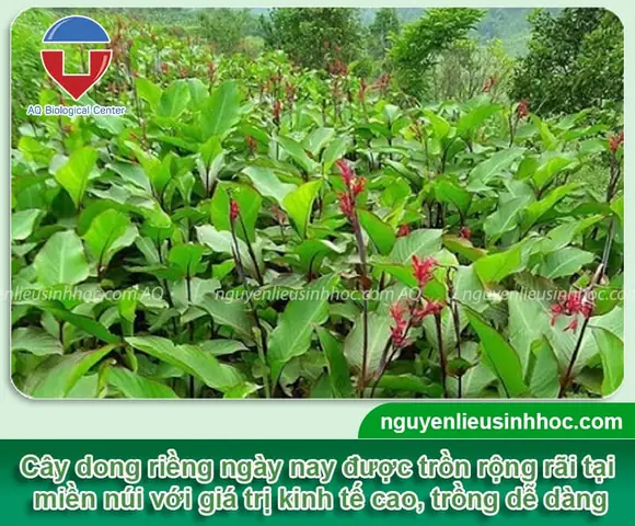 Cách Trồng Cây Đồng Riềng Đỏ Chuẩn Kỹ Thuật: Từ Chọn Giống, Làm Đất Đến Chăm Sóc, Thu Hoạch Hiệu Quả