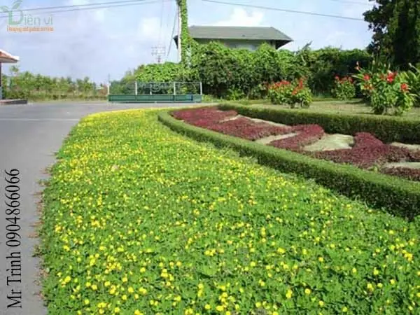 Hướng Dẫn Cách Trồng Cây Dược Liệu Từ A-Z: Quy Trình Kỹ Thuật, Tiêu Chí Chọn Loài & Bí Quyết Chăm Sóc Thu Hổm Cho Người Mới Bắt Đầu