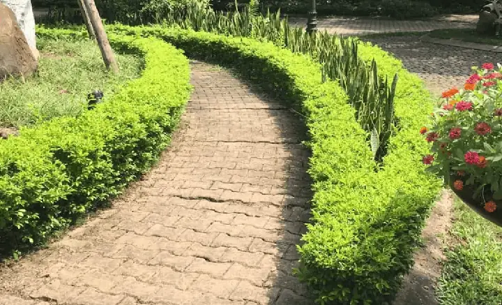 Cách Trồng Cây Đường Viền Đúng Kỹ Thuật: Từ Chọn Cây, Chuẩn Bị Đất Đến Chăm Sóc Toàn Diện Cách Trồng Cây Đường Viền Đúng Kỹ Thuật: Từ Chọn Cây, Chuẩn Bị Đất Đến Chăm Sóc Toàn Diện
