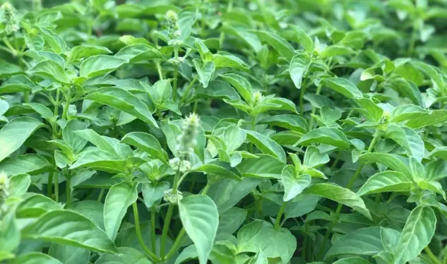 Hướng Dẫn Cách Trồng Cây É Tía (é Trắng) Tại Nhà: Từ Giâm Cành, Hạt Giống Đến Chăm Sóc, Thu Hoạch Quanh Năm Hướng Dẫn Cách Trồng Cây É Tía (é Trắng) Tại Nhà: Từ Giâm Cành, Hạt Giống Đến Chăm Sóc, Thu Hoạch Quanh Năm