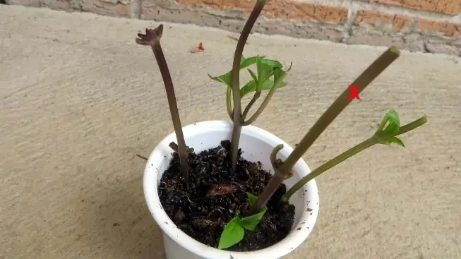 Hướng Dẫn Cách Trồng Cây É Tía (é Trắng) Tại Nhà: Từ Giâm Cành, Hạt Giống Đến Chăm Sóc, Thu Hoạch Quanh Năm Hướng Dẫn Cách Trồng Cây É Tía (é Trắng) Tại Nhà: Từ Giâm Cành, Hạt Giống Đến Chăm Sóc, Thu Hoạch Quanh Năm