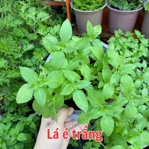 Hướng Dẫn Cách Trồng Cây É Tía (é Trắng) Tại Nhà: Từ Giâm Cành, Hạt Giống Đến Chăm Sóc, Thu Hoạch Quanh Năm Hướng Dẫn Cách Trồng Cây É Tía (é Trắng) Tại Nhà: Từ Giâm Cành, Hạt Giống Đến Chăm Sóc, Thu Hoạch Quanh Năm