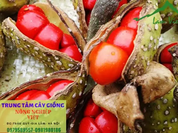 Hướng Dẫn Kỹ Thuật Trồng Cây Giổi Xanh (dổi Xanh) Chuẩn Quy Trình: Từ Chọn Giống, Trồng Đến Chăm Sóc & Phòng Trừ Hướng Dẫn Kỹ Thuật Trồng Cây Giổi Xanh (dổi Xanh) Chuẩn Quy Trình: Từ Chọn Giống, Trồng Đến Chăm Sóc & Phòng Trừ