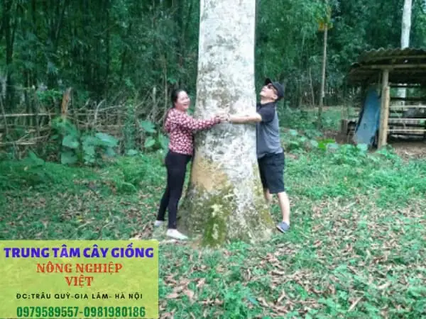 Hướng Dẫn Kỹ Thuật Trồng Cây Giổi Xanh (dổi Xanh) Chuẩn Quy Trình: Từ Chọn Giống, Trồng Đến Chăm Sóc & Phòng Trừ Hướng Dẫn Kỹ Thuật Trồng Cây Giổi Xanh (dổi Xanh) Chuẩn Quy Trình: Từ Chọn Giống, Trồng Đến Chăm Sóc & Phòng Trừ