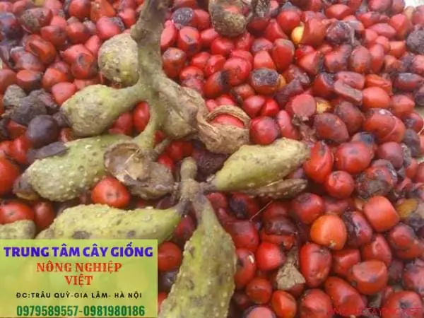 Hướng Dẫn Cách Trồng Cây Hạt Dổi Từ A-Z: Kỹ Thuật Lấy Hạt Và Lấy Gỗ Hiệu Quả Nhất Hiện Nay