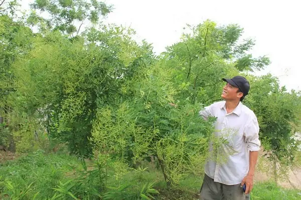 Hướng Dẫn Cách Trồng Và Chăm Sóc Cây Hoa Hòe Chuẩn Kỹ Thuật: Mùa Vụ, Quy Trình, Phong Thủy & Bí Quyết Đạt Năng Suất Cao Hướng Dẫn Cách Trồng Và Chăm Sóc Cây Hoa Hòe Chuẩn Kỹ Thuật: Mùa Vụ, Quy Trình, Phong Thủy & Bí Quyết Đạt Năng Suất Cao
