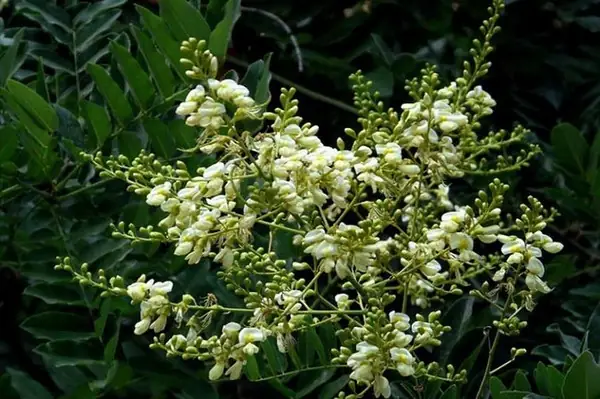 Hướng Dẫn Cách Trồng Và Chăm Sóc Cây Hoa Hòe Chuẩn Kỹ Thuật: Mùa Vụ, Quy Trình, Phong Thủy & Bí Quyết Đạt Năng Suất Cao Hướng Dẫn Cách Trồng Và Chăm Sóc Cây Hoa Hòe Chuẩn Kỹ Thuật: Mùa Vụ, Quy Trình, Phong Thủy & Bí Quyết Đạt Năng Suất Cao