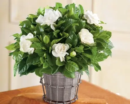 Hướng Dẫn Cách Trồng Và Chăm Sóc Cây Hoa Lài Trâu (nhài) Trong Chậu & Đất: Toàn Tập Từ A-Z Cho Người Mới Bắt Đầu