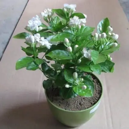 Hướng Dẫn Cách Trồng Và Chăm Sóc Cây Hoa Lài Trâu (nhài) Trong Chậu & Đất: Toàn Tập Từ A-Z Cho Người Mới Bắt Đầu