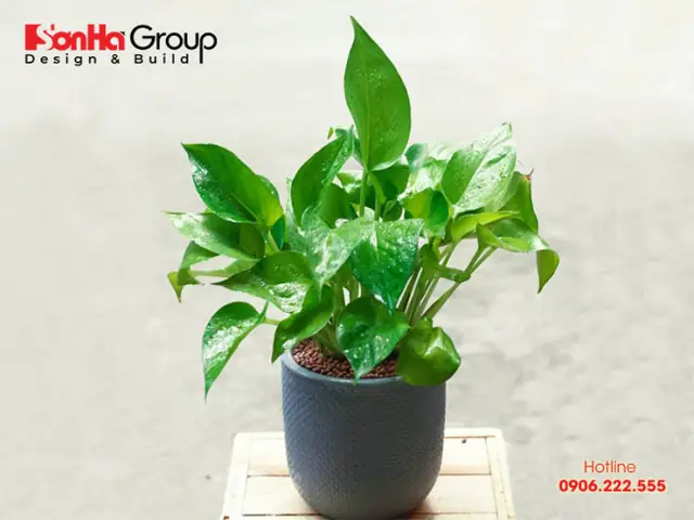 Hướng Dẫn Cách Trồng Cây Hoa Leo Từ A-Z: Chọn Giống, Kỹ Thuật Trồng, Chăm Sóc Và Dựng Giàn Chuẩn Cho Người Mới Bắt Đầu