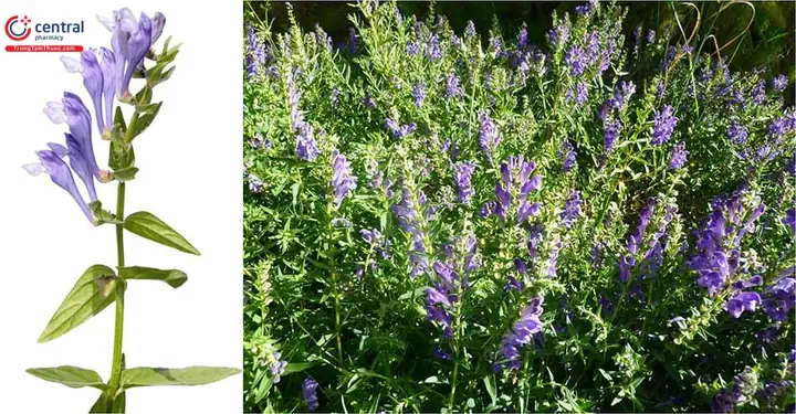 Cách Trồng Và Chăm Sóc Cây Hoàng Cầm (scutellaria Baicalensis) Dược Liệu Hiệu Quả, Đúng Kỹ Thuật