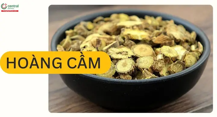 Cách Trồng Và Chăm Sóc Cây Hoàng Cầm (scutellaria Baicalensis) Dược Liệu Hiệu Quả, Đúng Kỹ Thuật