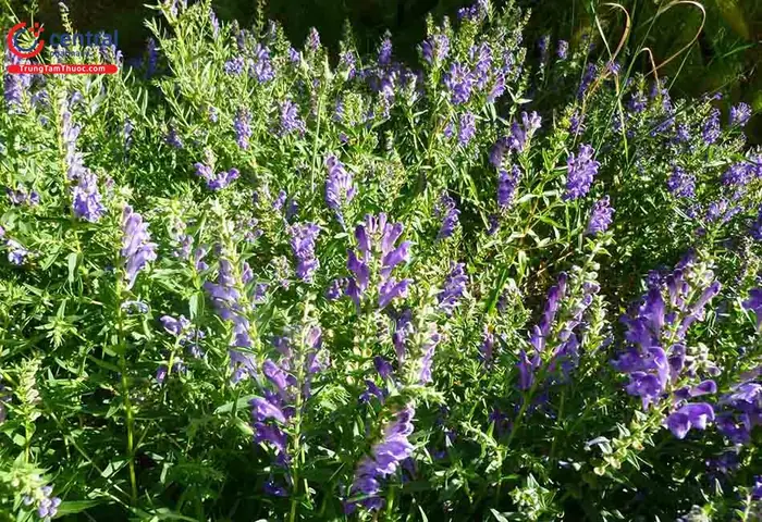 Cách Trồng Và Chăm Sóc Cây Hoàng Cầm (scutellaria Baicalensis) Dược Liệu Hiệu Quả, Đúng Kỹ Thuật