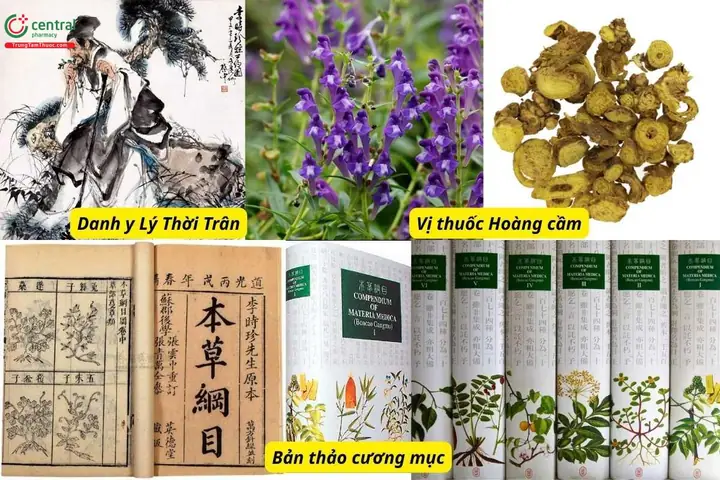 Cách Trồng Và Chăm Sóc Cây Hoàng Cầm (scutellaria Baicalensis) Dược Liệu Hiệu Quả, Đúng Kỹ Thuật