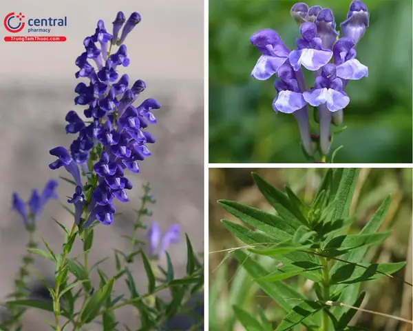 Cách Trồng Và Chăm Sóc Cây Hoàng Cầm (scutellaria Baicalensis) Dược Liệu Hiệu Quả, Đúng Kỹ Thuật