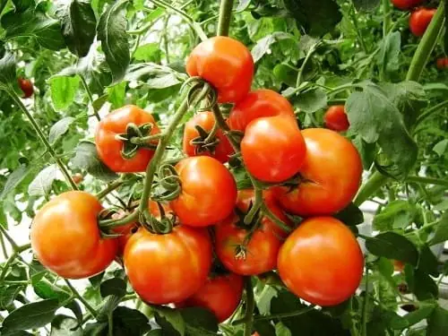 Hướng Dẫn Kỹ Thuật Trồng Cây Hoàng Liên Đỏ (Ô Rô) Dưới Tán Rừng: Quy Trình Chuẩn Từ Chọn Giống Đến Thu Hái