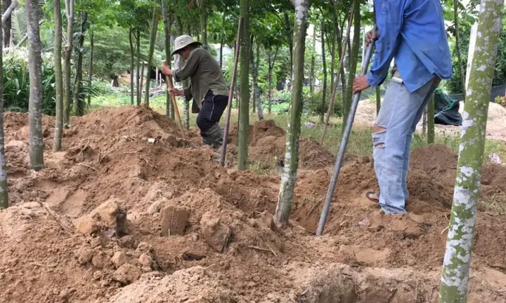 Hướng Dẫn Chi Tiết Cách Trồng Cây Cho Bài Học Tiểu Học: Các Bước, Nhật Ký Quan Sát & Mẫu Viết Hướng Dẫn