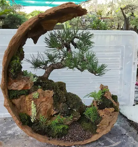 Cách Trồng Và Chăm Sóc Cây Hòn Non Bộ Nhả Oxy Cao: Chọn Loài, Kỹ Thuật & Lưu Ý Quan Trọng