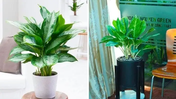 Hướng Dẫn Trồng & Chăm Sóc Cây Huy Hoàng (aglaonema) Từ A-Z: Cách Trồng Đất/nước, Phong Thủy, Khắc Phục Sự Cố Hướng Dẫn Trồng & Chăm Sóc Cây Huy Hoàng (aglaonema) Từ A-Z: Cách Trồng Đất/nước, Phong Thủy, Khắc Phục Sự Cố