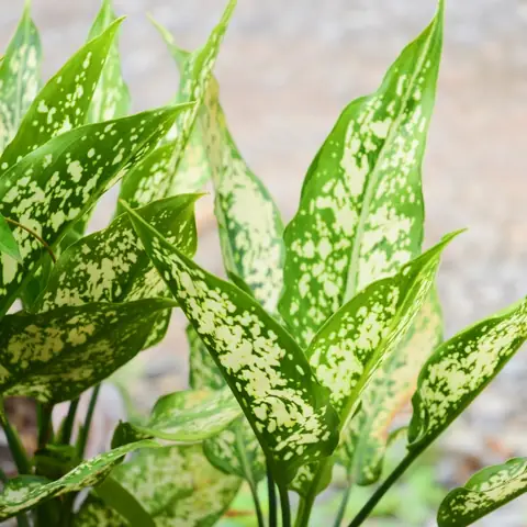 Hướng Dẫn Trồng & Chăm Sóc Cây Huy Hoàng (aglaonema) Từ A-Z: Cách Trồng Đất/nước, Phong Thủy, Khắc Phục Sự Cố Hướng Dẫn Trồng & Chăm Sóc Cây Huy Hoàng (aglaonema) Từ A-Z: Cách Trồng Đất/nước, Phong Thủy, Khắc Phục Sự Cố
