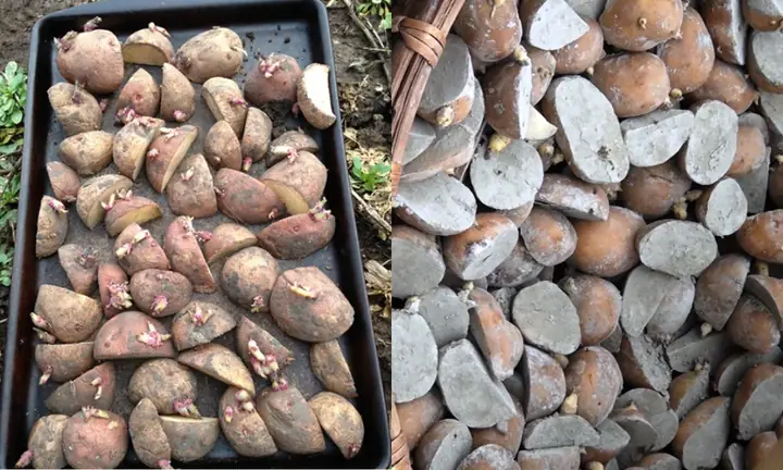 Hướng Dẫn Cách Trồng Khoai Ỳ Bằng Củ Từ A-Z: Kỹ Thuật Chọn Giống, Trồng, Chăm Sóc Cho Củ To, Năng Suất Cao Hướng Dẫn Cách Trồng Khoai Ỳ Bằng Củ Từ A-Z: Kỹ Thuật Chọn Giống, Trồng, Chăm Sóc Cho Củ To, Năng Suất Cao