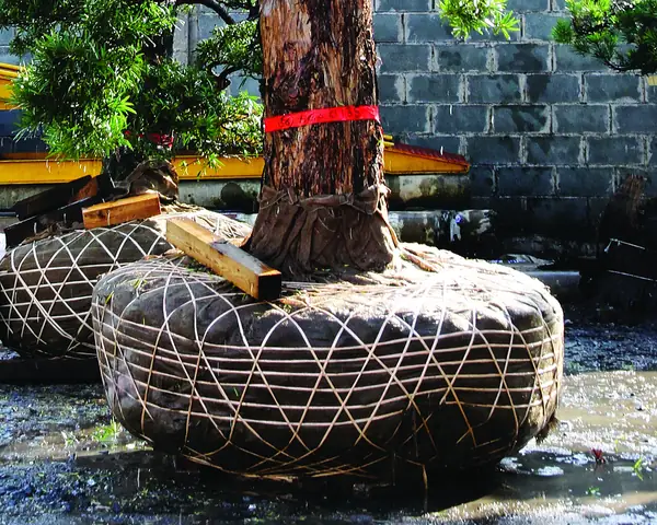 Cách Trồng Cây Không Vỡ Sân: Kỹ Thuật Trồng Cây Lớn An Toàn Cho Nền Móng & Mặt Bằng
