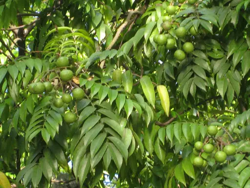Cách Trồng Cây Sấu Kiểu Nanh Sấu: Hướng Dẫn Chi Tết Cho Nông Nghiệp Cách Trồng Cây Sấu Kiểu Nanh Sấu: Hướng Dẫn Chi Tết Cho Nông Nghiệp