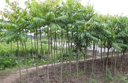 Cách Trồng Cây Sấu Kiểu Nanh Sấu: Hướng Dẫn Chi Tết Cho Nông Nghiệp Cách Trồng Cây Sấu Kiểu Nanh Sấu: Hướng Dẫn Chi Tết Cho Nông Nghiệp