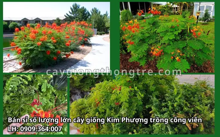 Hướng Dẫn Cách Trồng Cây Kim Phượng (điệp Cúng) Từ A-Z: Kỹ Thuật Ươm, Trồng, Chăm Sóc Ra Hoa Quanh Năm Hướng Dẫn Cách Trồng Cây Kim Phượng (điệp Cúng) Từ A-Z: Kỹ Thuật Ươm, Trồng, Chăm Sóc Ra Hoa Quanh Năm