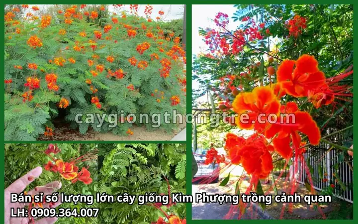 Hướng Dẫn Cách Trồng Cây Kim Phượng (điệp Cúng) Từ A-Z: Kỹ Thuật Ươm, Trồng, Chăm Sóc Ra Hoa Quanh Năm Hướng Dẫn Cách Trồng Cây Kim Phượng (điệp Cúng) Từ A-Z: Kỹ Thuật Ươm, Trồng, Chăm Sóc Ra Hoa Quanh Năm