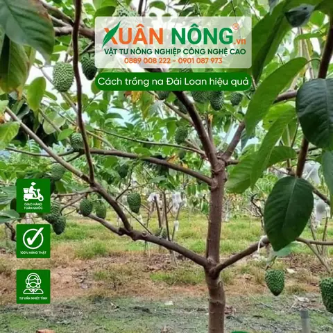 Cách Trồng Cây Bàng Đài Loan (phú Quý) Đúng Kỹ Thuật: Quy Trình 5 Bước Từ Chọn Giống Đến Chăm Sóc