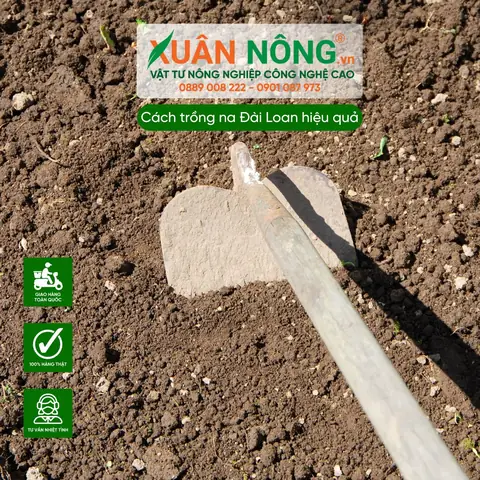 Cách Trồng Cây Bàng Đài Loan (phú Quý) Đúng Kỹ Thuật: Quy Trình 5 Bước Từ Chọn Giống Đến Chăm Sóc