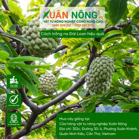 Cách Trồng Cây Bàng Đài Loan (phú Quý) Đúng Kỹ Thuật: Quy Trình 5 Bước Từ Chọn Giống Đến Chăm Sóc