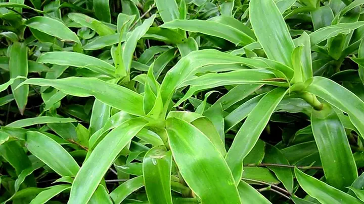 Hướng Dẫn Cách Trồng Và Chăm Sóc Cây Trắc Bách Diệp (lá Học Bài) Từ A-Z: Kỹ Thuật, Cây Chậu & Cây Đất Hướng Dẫn Cách Trồng Và Chăm Sóc Cây Trắc Bách Diệp (lá Học Bài) Từ A-Z: Kỹ Thuật, Cây Chậu & Cây Đất