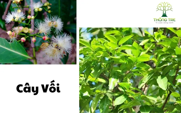 Hướng Dẫn Trồng Cây Lá Vối Trên Vỉa Hè: Quy Trình, Khoảng Cách Và Kỹ Thuật Chăm Sóc