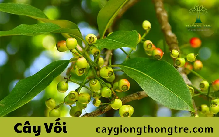 Hướng Dẫn Trồng Cây Lá Vối Trên Vỉa Hè: Quy Trình, Khoảng Cách Và Kỹ Thuật Chăm Sóc