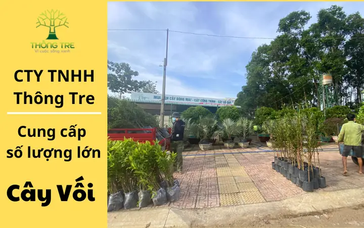 Hướng Dẫn Trồng Cây Lá Vối Trên Vỉa Hè: Quy Trình, Khoảng Cách Và Kỹ Thuật Chăm Sóc
